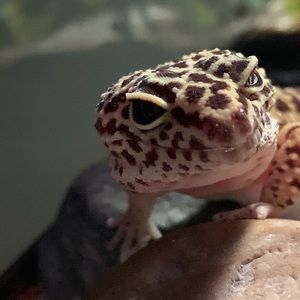 Meet your Posher, Sasha